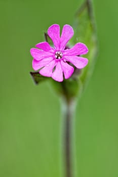 Macro of pink flower with nice blurred background