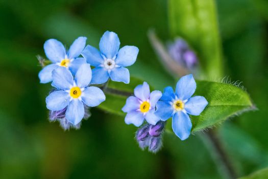 Macro of blue flowers with nice blurred background