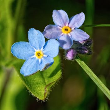 Macro of blue flowers with nice blurred background