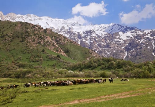 Chimgan mountains, Uzbekistan, on a sunny day
