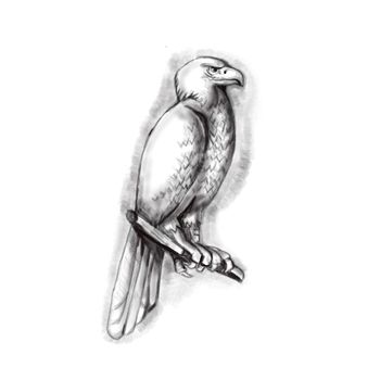 Tattoo style illustration of an Australian wedge-tailed eagle or bunjil Aquila audax, sometimes known as the eaglehawk, the largest bird of prey in Australia perched on a branch viewed from the side set on isolated white background. 