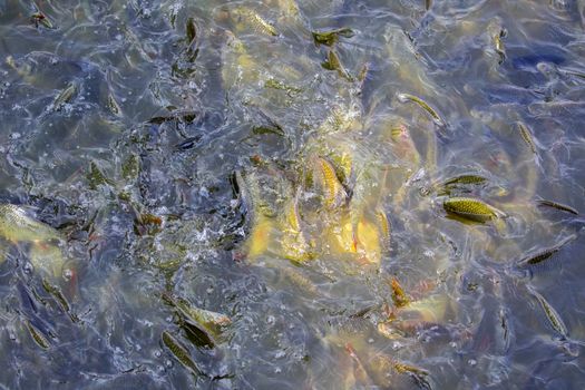 Image of a fish herd in the water(Java barb, Silver barb). Aquatic animals