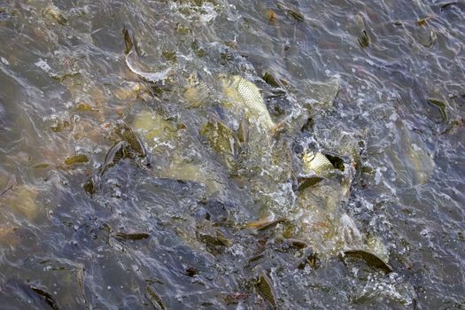 Image of a fish herd in the water(Java barb, Silver barb). Aquatic animals