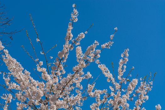 Pink flowers in spring before blue sky.