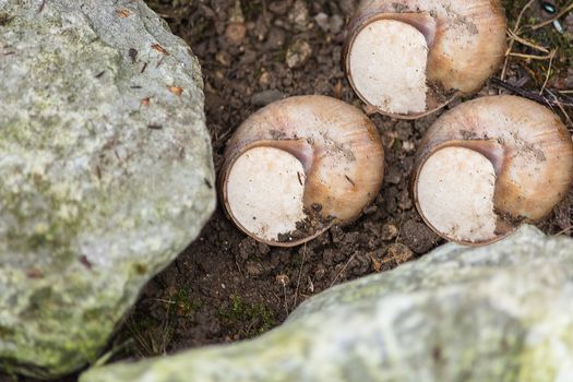 Close-up of three vineyard snails in nature retreated in the snail shell.