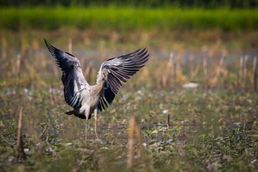 Image of asian openbill stork on nature background. Wild Animals.