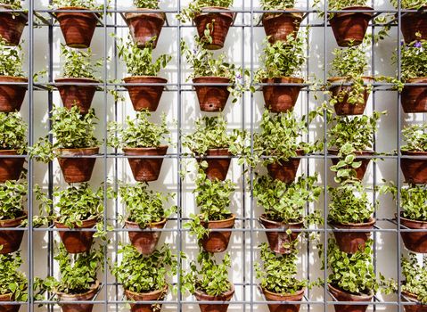 Plants in flower pots on metal rack against white wall