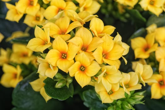 Nice blooming yellow lower on the blurred green background