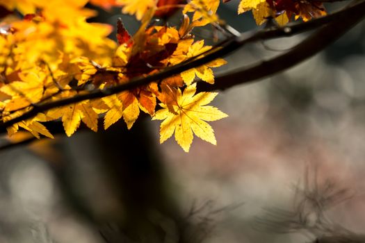 Red leave of maple tree for autumn  fall background