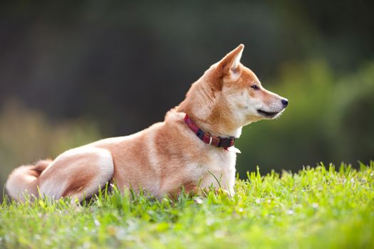 A young shiba inu in green garden