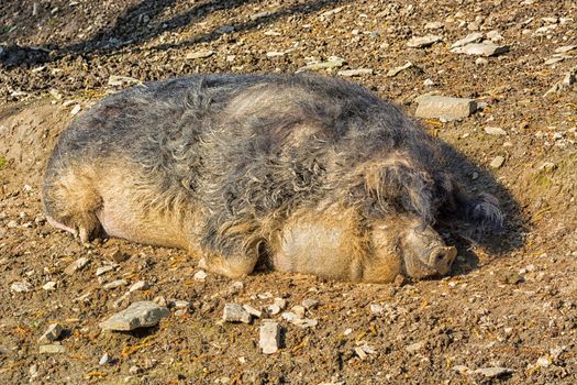 Wild boar in the mud in the warm summer sun lying.