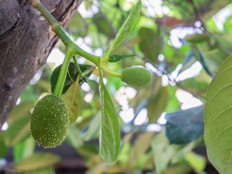 Close up young jackfruit on tree in Thailand