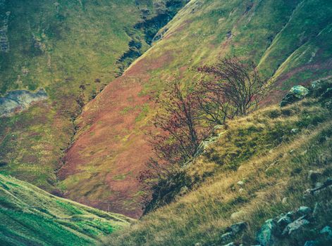 A Steep Rugged Hillside In Scotland With A Bush In The Foreground