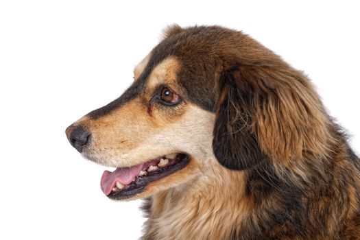 Portrait of dog isolated on a white background