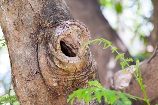 Hollow of a tree trunk at the site of a sawing branch in Kenya
