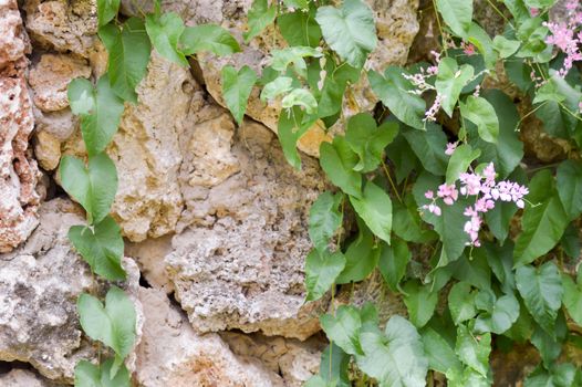 Ivy colonizing an old brown stone wall in Mombasa, Kenya