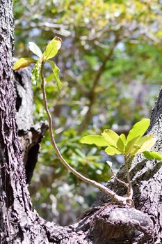 Two young sprout along a tree trunk in Kenya