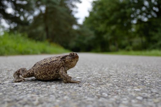 frog toad on dangerous street crossing
