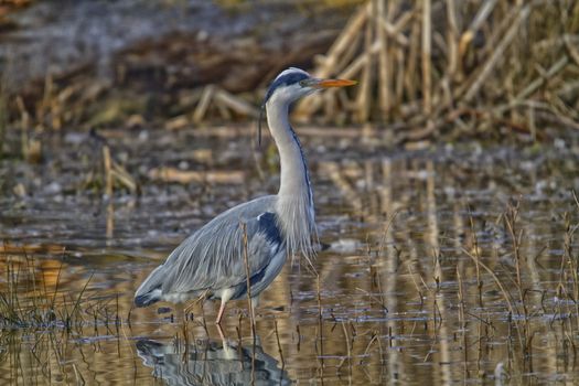 The Grey Heron and water and grass