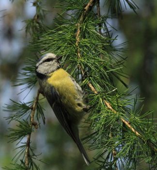 Blue tit Cyanistes caeruleus and tree