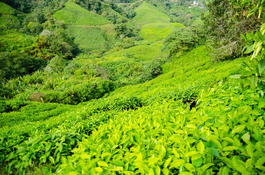 Tea plantations in Cameron Highlands, Malaysia. Green hills landscape