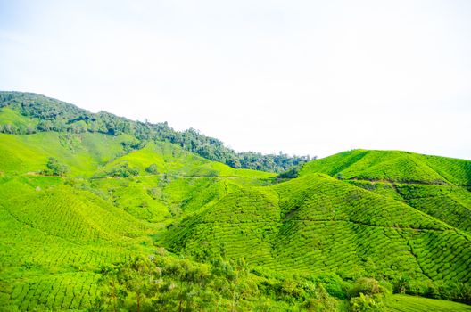 Tea plantations in Cameron Highlands, Malaysia. Green hills landscape