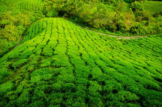 Tea plantations in Cameron Highlands, Malaysia. Green hills landscape