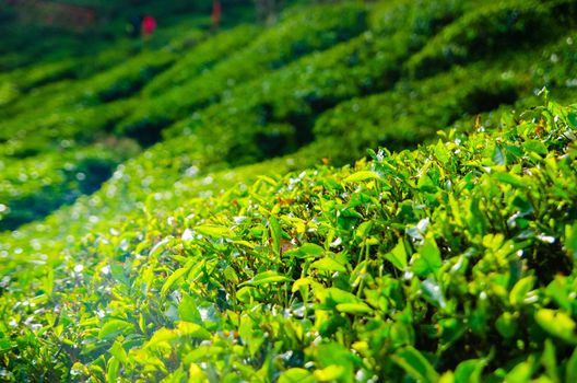 Tea plantations in Cameron Highlands, Malaysia. Green hills landscape