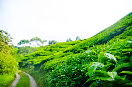 Tea plantations in Cameron Highlands, Malaysia. Green hills landscape