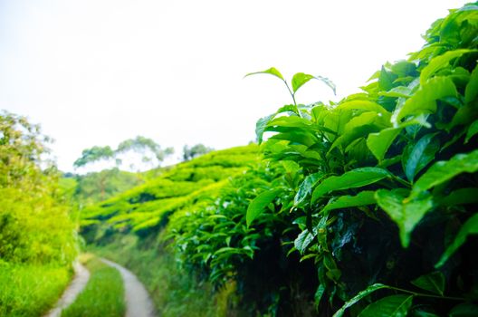 Tea plantations in Cameron Highlands, Malaysia. Green hills landscape