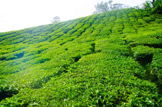 Tea plantations in Cameron Highlands, Malaysia. Green hills landscape