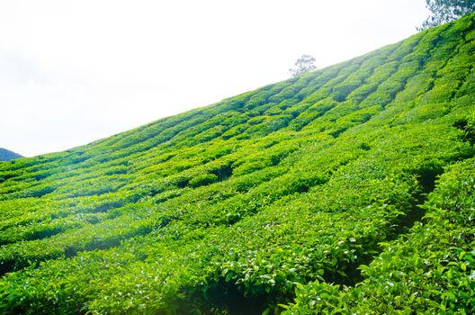 Tea plantations in Cameron Highlands, Malaysia. Green hills landscape