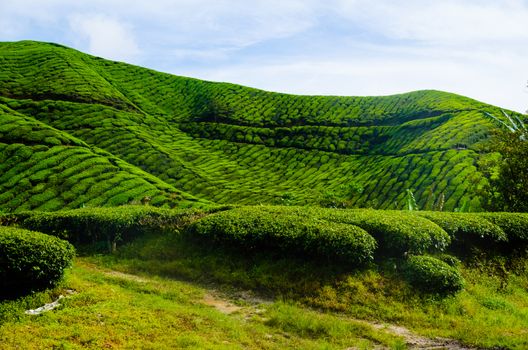 Tea plantations in Cameron Highlands, Malaysia. Green hills landscape