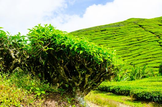 Tea plantations in Cameron Highlands, Malaysia. Green hills landscape