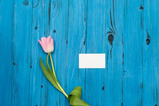 top view of one pink tulip and card of paper for your greetings on the background of blue wooden board