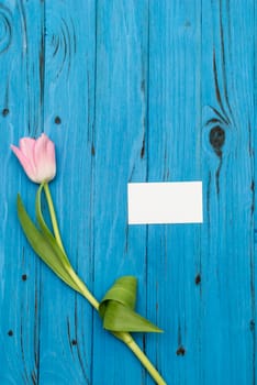 top view of one pink tulip and card of paper for your greetings on the background of blue wooden board