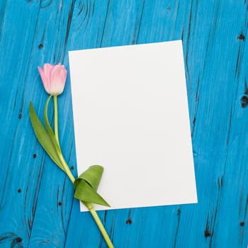top view of one pink tulip and sheet of paper for your greetings on the background of blue wooden board