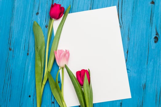 top view of red and pink tulips and sheet of paper for your greetings on the background of blue wooden board