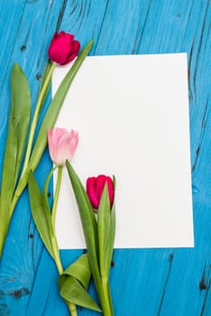 top view of red and pink tulips and sheet of paper for your greetings on the background of blue wooden board