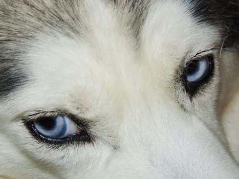 husky. close-up shot of husky dog blue eyes