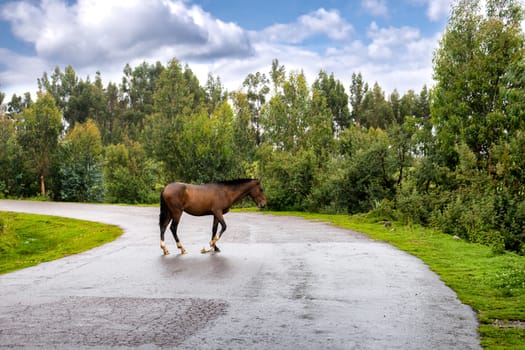 Brown Horse crossing mountain Road in Peru