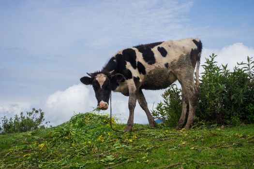 cow eating grass with the sky in the background