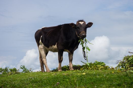 cow eating grass with the sky in the background