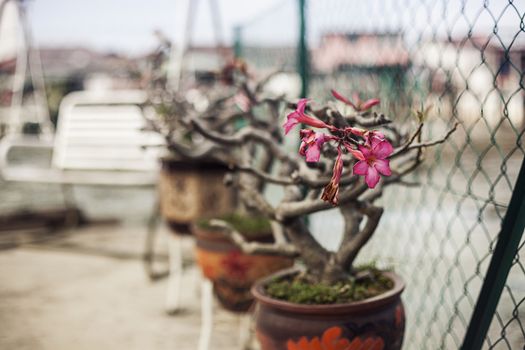 Plants, flowerpots, flowerbed the largest Buddhist temple in South East Asia: Kek Lok Si Malaysia