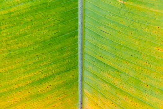 A banana leaf background with lines