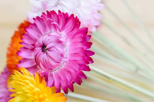 Beautiful strawflowers on wooden table