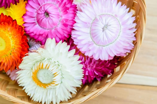 Beautiful strawflowers on wooden table