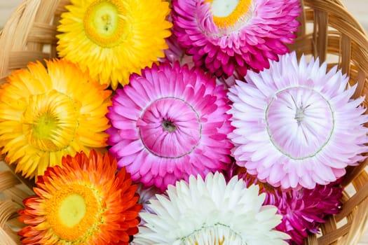 Beautiful strawflowers on wooden table