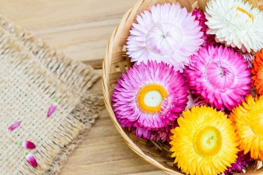 Beautiful strawflowers on wooden table