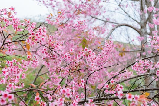 Sakura flowers blooming blossom in PhuLomLo Loei Province , Thailand